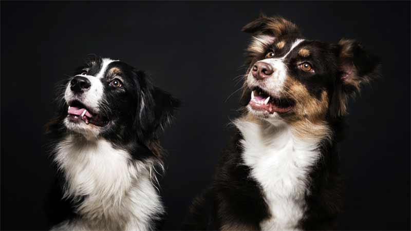 Zabavne misli o psima - za bolje razumijevanje pasa